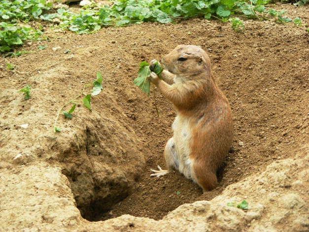 Обои картинки фото животные, суслики, сурки