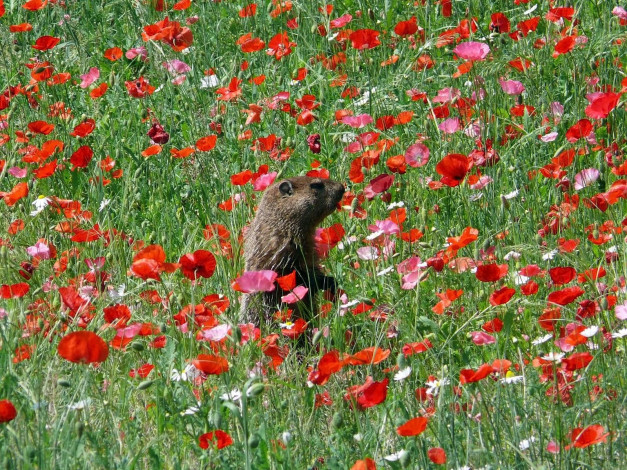 Обои картинки фото животные, суслики, сурки