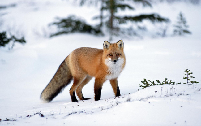 Обои картинки фото животные, лисы
