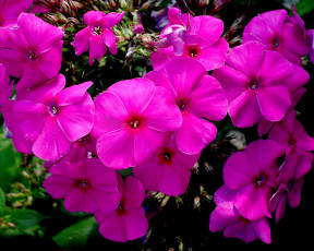 Картинка цветы флоксы листья