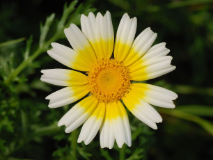 Картинка цветы