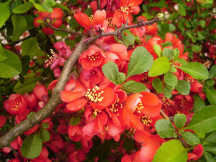 Картинка цветы айва листья ветка гранат