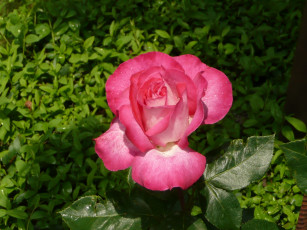 Картинка цветы розы rose