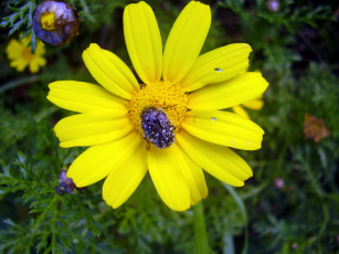 Картинка животные насекомые жук