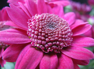 Картинка цветы цинерария