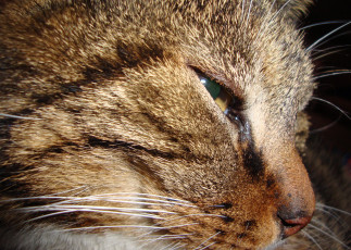 Картинка животные коты cat