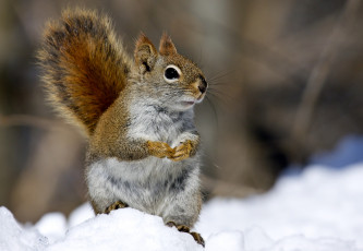 Картинка животные белки снег хвост пушистый лапки