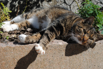 Картинка животные коты cat