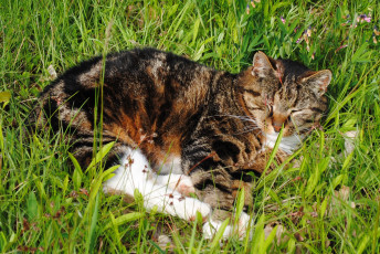 Картинка животные коты cat