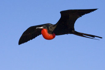 Картинка фрегат животные фрегаты в полете