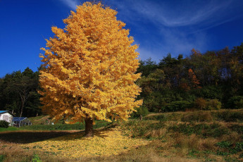 Картинка природа деревья осень дом