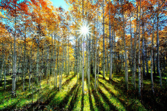 Картинка природа лес берёзы деревья роща