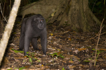 Картинка животные обезьяны макака