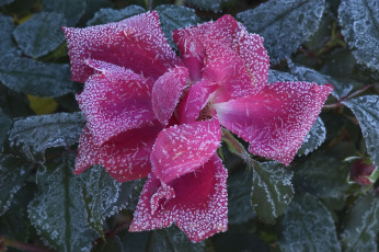 Картинка цветы розы rose иней