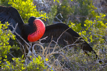 Картинка фрегат животные фрегаты красная грудка расправленные крылья