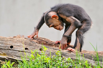 Картинка животные обезьяны шимпанзе