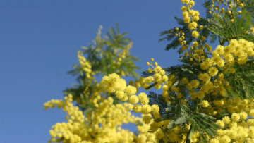 Картинка цветы мимоза