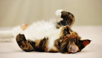 Картинка животные коты мейн кун