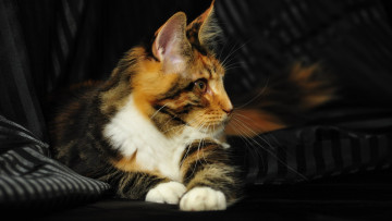 Картинка животные коты мэйн кун мейн