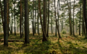 Картинка природа лес сосны