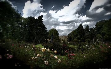 Картинка рисованные природа розовый сад