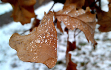 Картинка капли на листьях природа листья