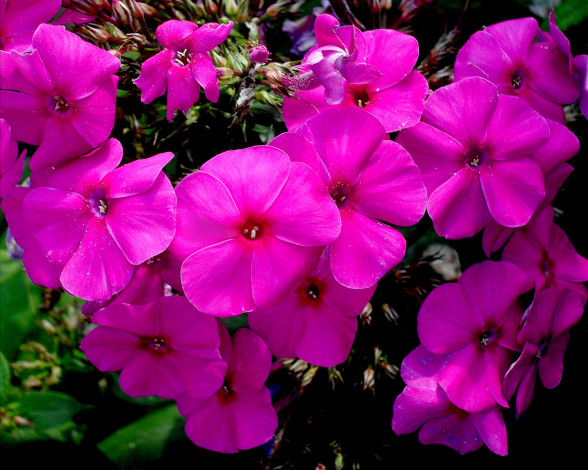 Обои картинки фото цветы, флоксы, листья