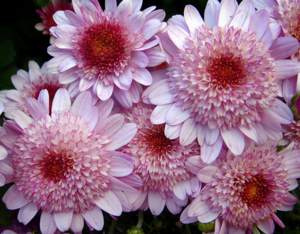 Обои картинки фото цветы, хризантемы, лепестки