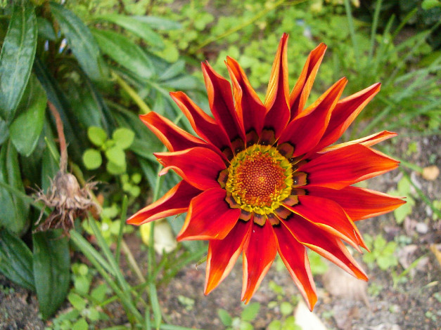 Обои картинки фото цветы, газания