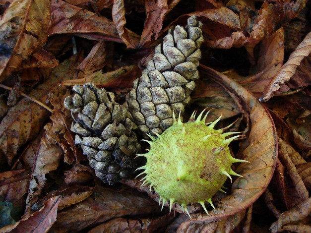 Обои картинки фото природа, шишки, жёлуди, каштаны, сухие, листья