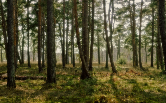 Обои картинки фото природа, лес, сосны