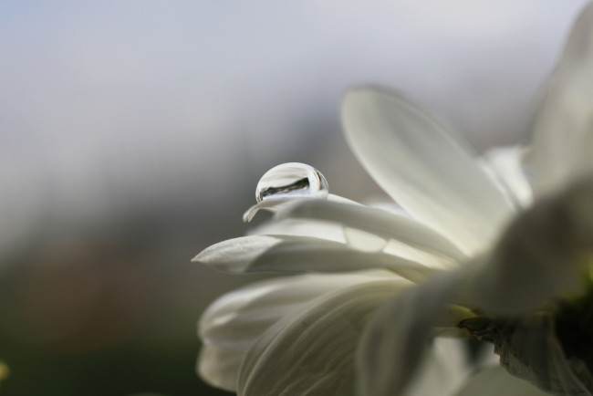 Обои картинки фото цветы, ромашки, капля, нежность