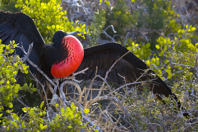 Обои картинки фото фрегат, животные, фрегаты, красная, грудка, расправленные, крылья