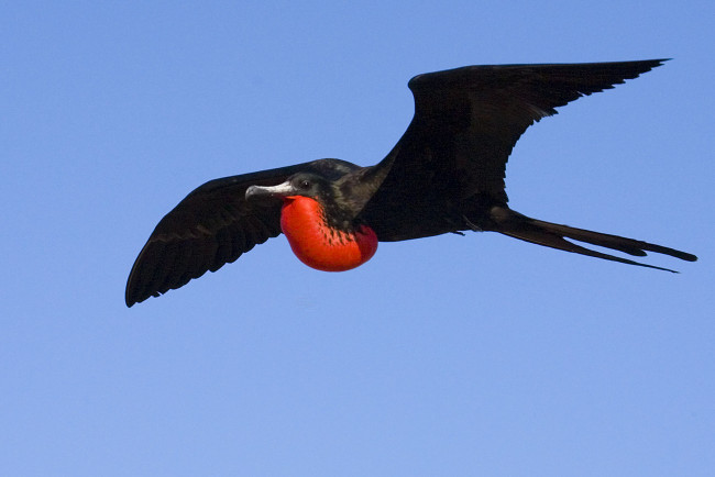 Обои картинки фото фрегат, животные, фрегаты, в, полете