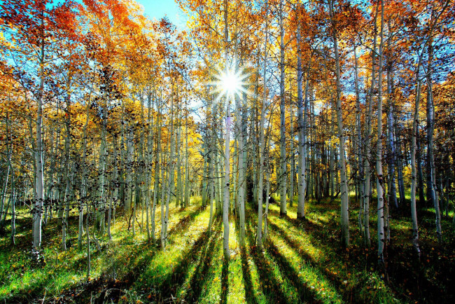 Обои картинки фото природа, лес, берёзы, деревья, роща