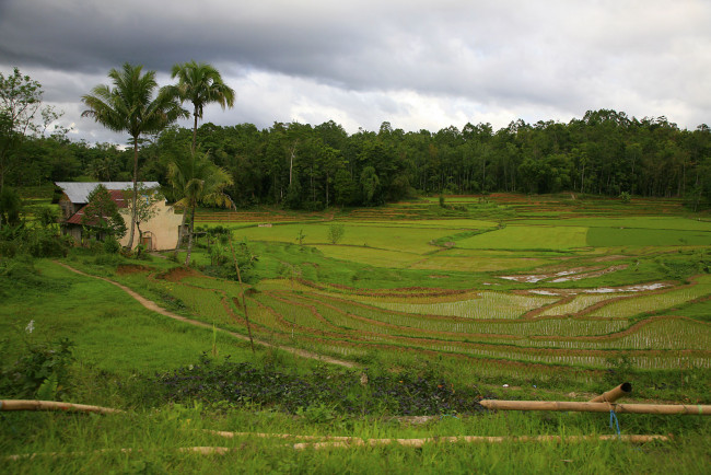 Обои картинки фото природа, поля, дома, пальмы, деревья