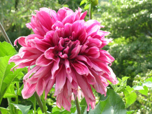 Картинка цветы георгины