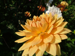 Картинка цветы георгины