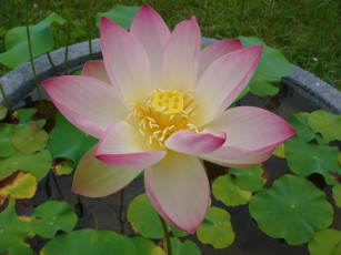 Картинка цветы лотосы лотос