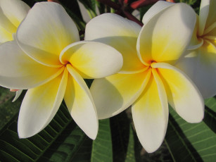 Картинка цветы плюмерия макро