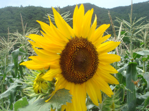 Картинка цветы подсолнухи подсолнух