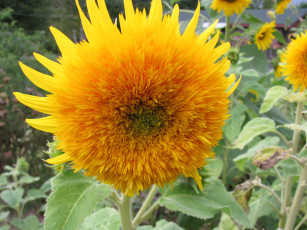 Картинка цветы подсолнухи подсолнух