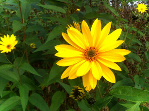 Картинка цветы рудбекия желтый