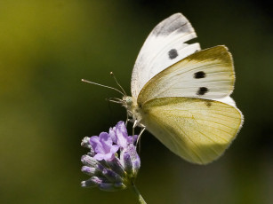 Картинка животные бабочки бабочка цветок