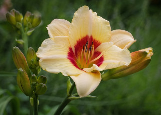 Картинка цветы лилии лилейники бежевый бутоны