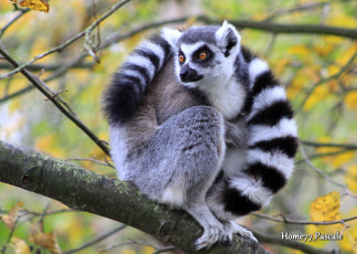 Картинка животные лемуры хвост полосатый