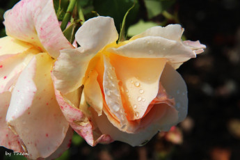 Картинка цветы розы лепестки капли