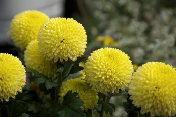 Картинка цветы хризантемы круглый желтый