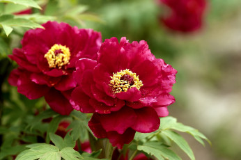 Картинка цветы пионы лепестки красный