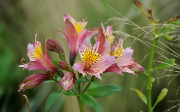 Картинка цветы альстромерия бутоны